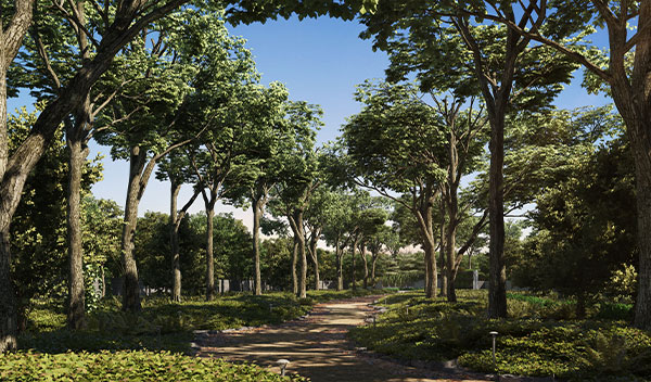 large forested area with 50,000 plus trees